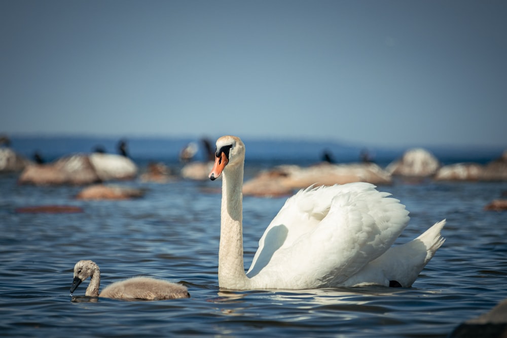 a swan is swimming in the water with a baby swan