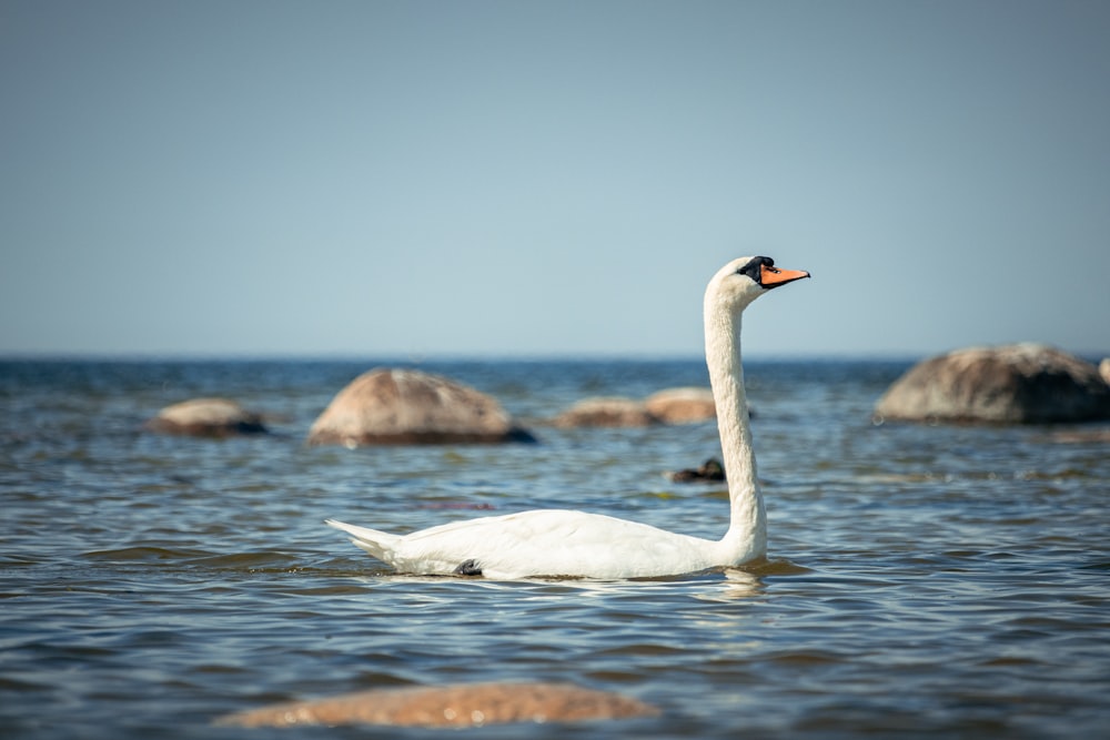 a white swan floating on top of a body of water