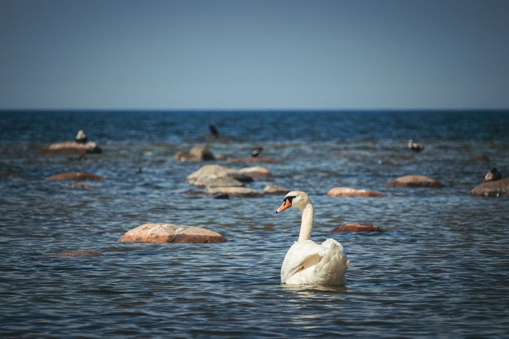 a white swan swimming in a body of water