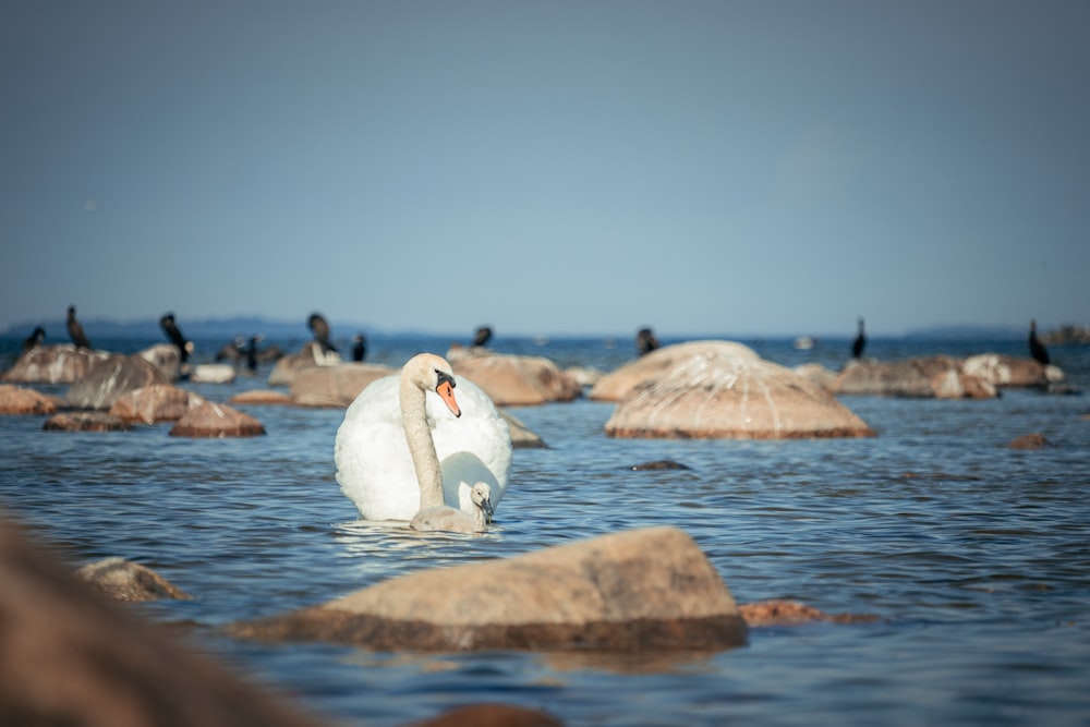 um grande cisne branco flutuando em cima de um corpo de água