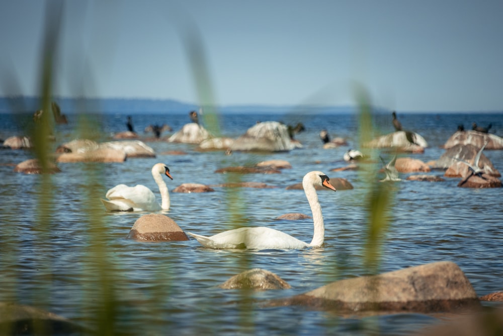 a flock of swans floating on top of a lake