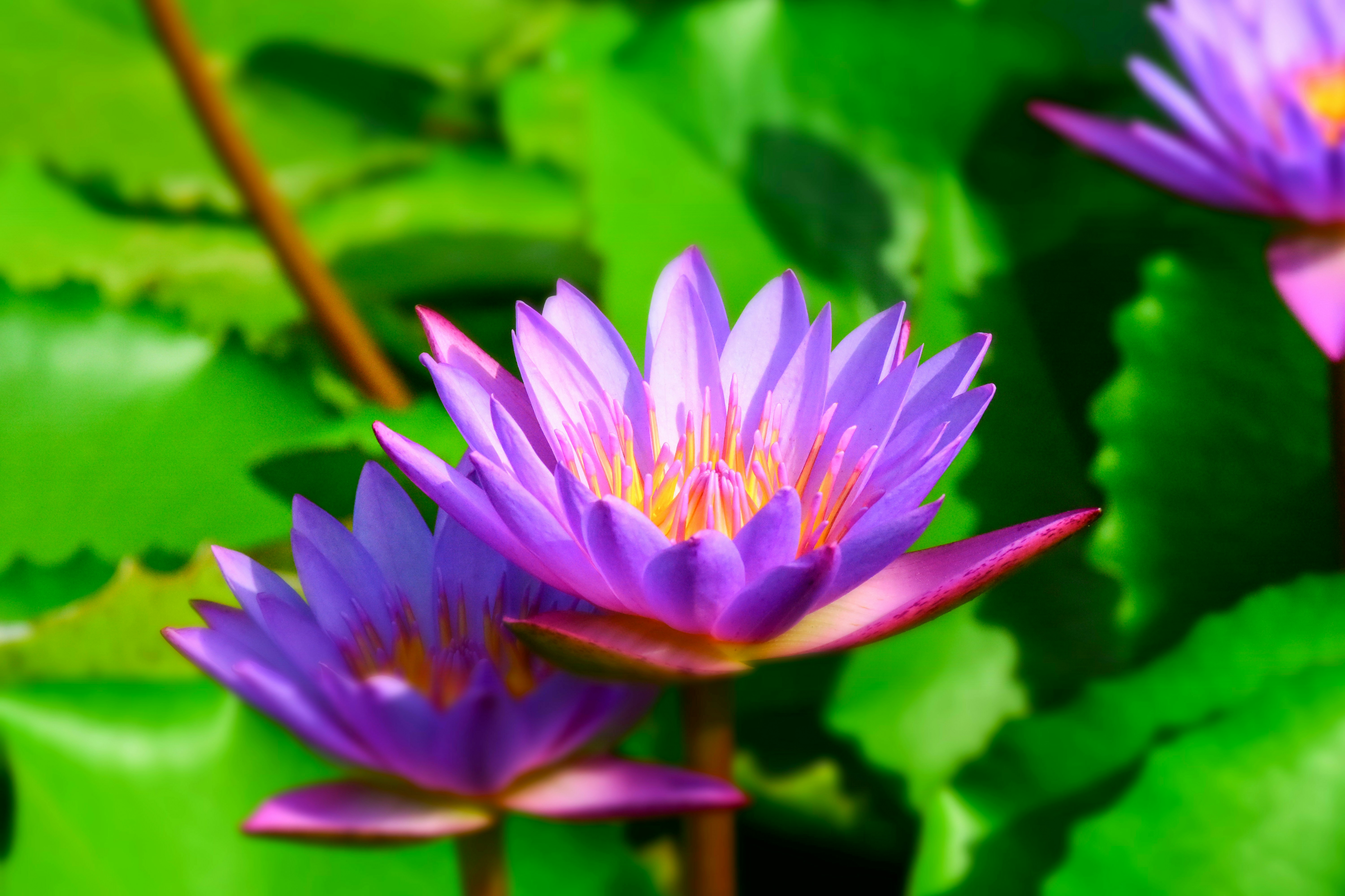 Photo by sandeshsharma27