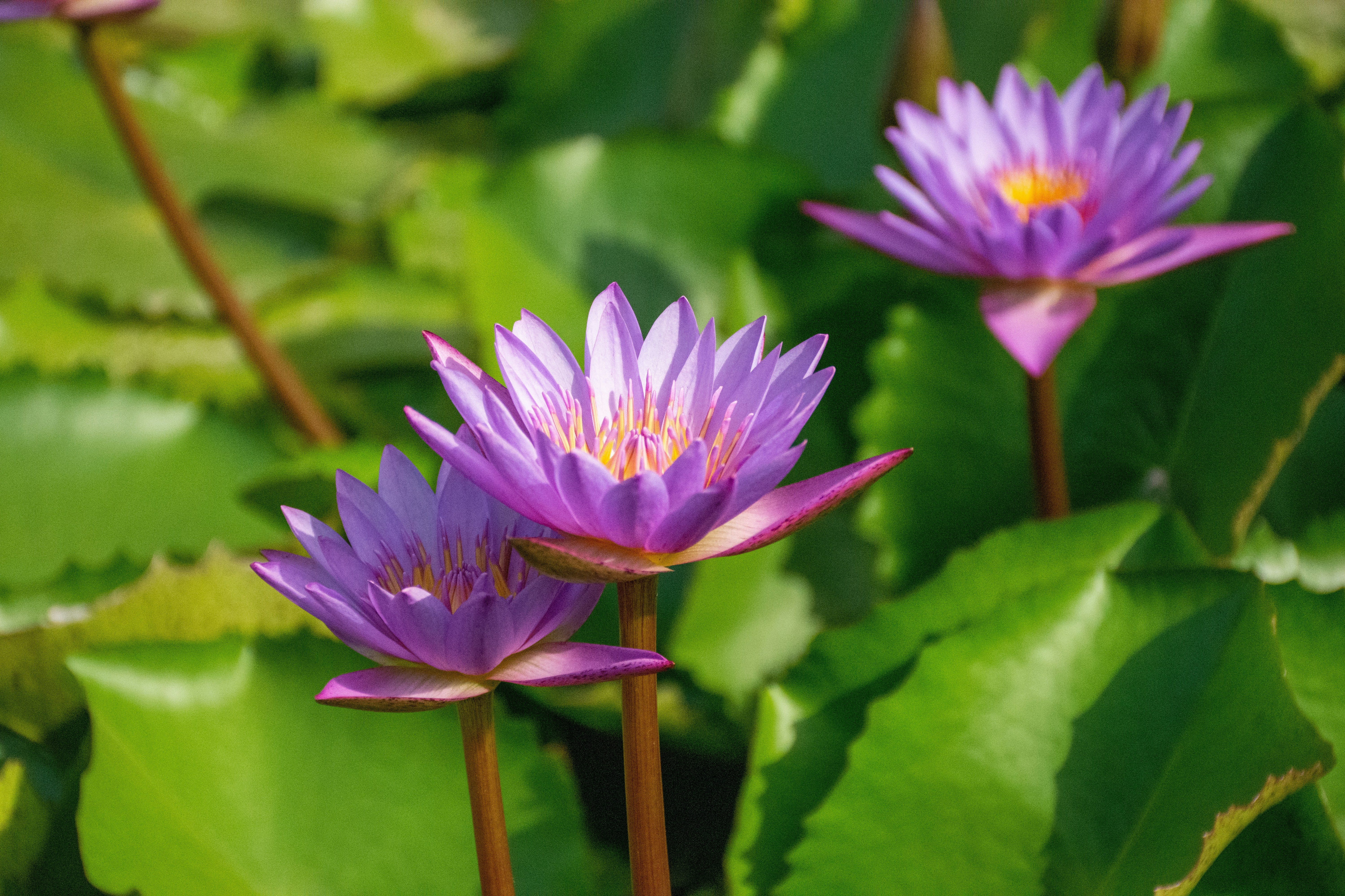 Beyond the Journey: Calming Botanicals for Psychedelic Integration Kits