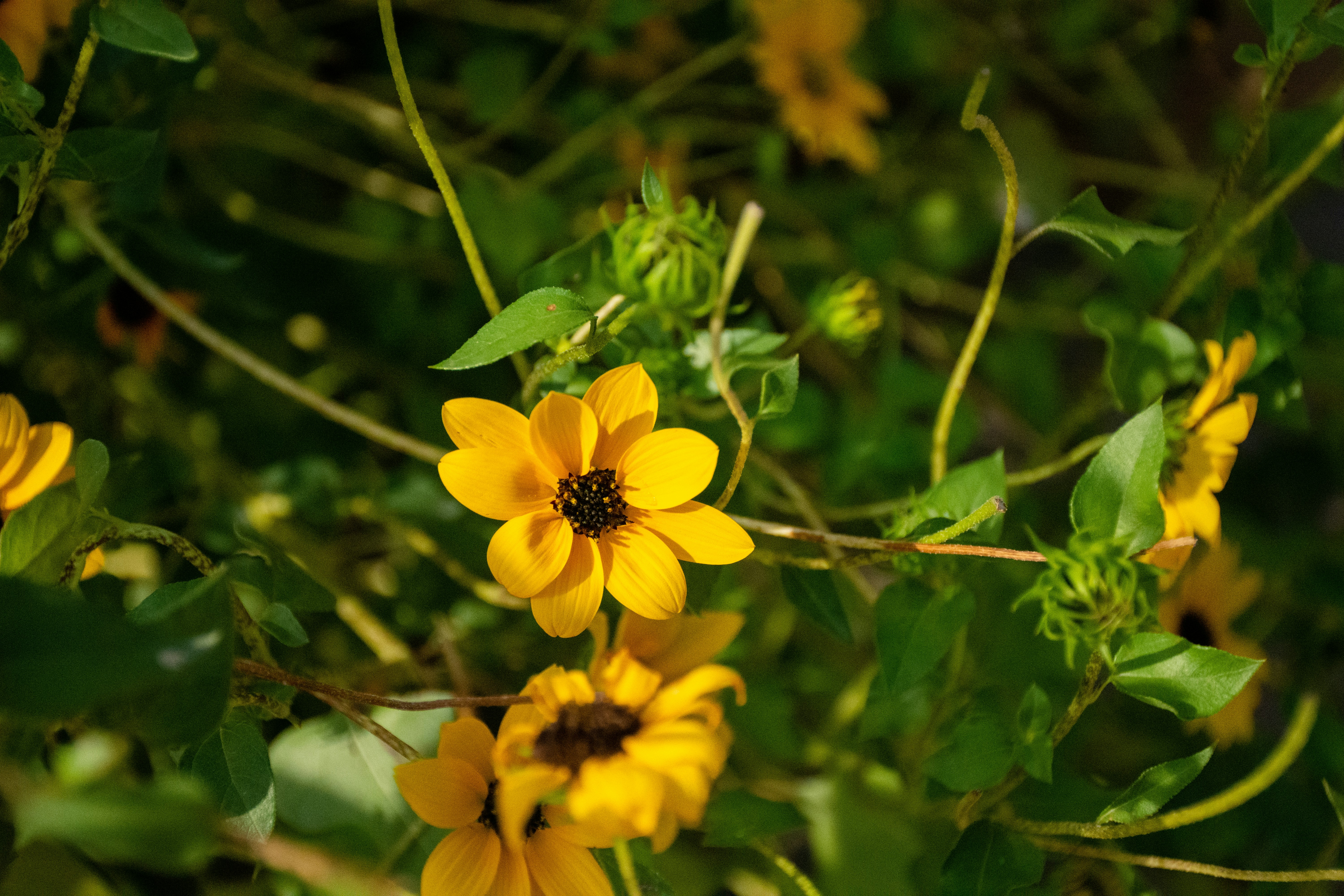 Photo by sandeshsharma27