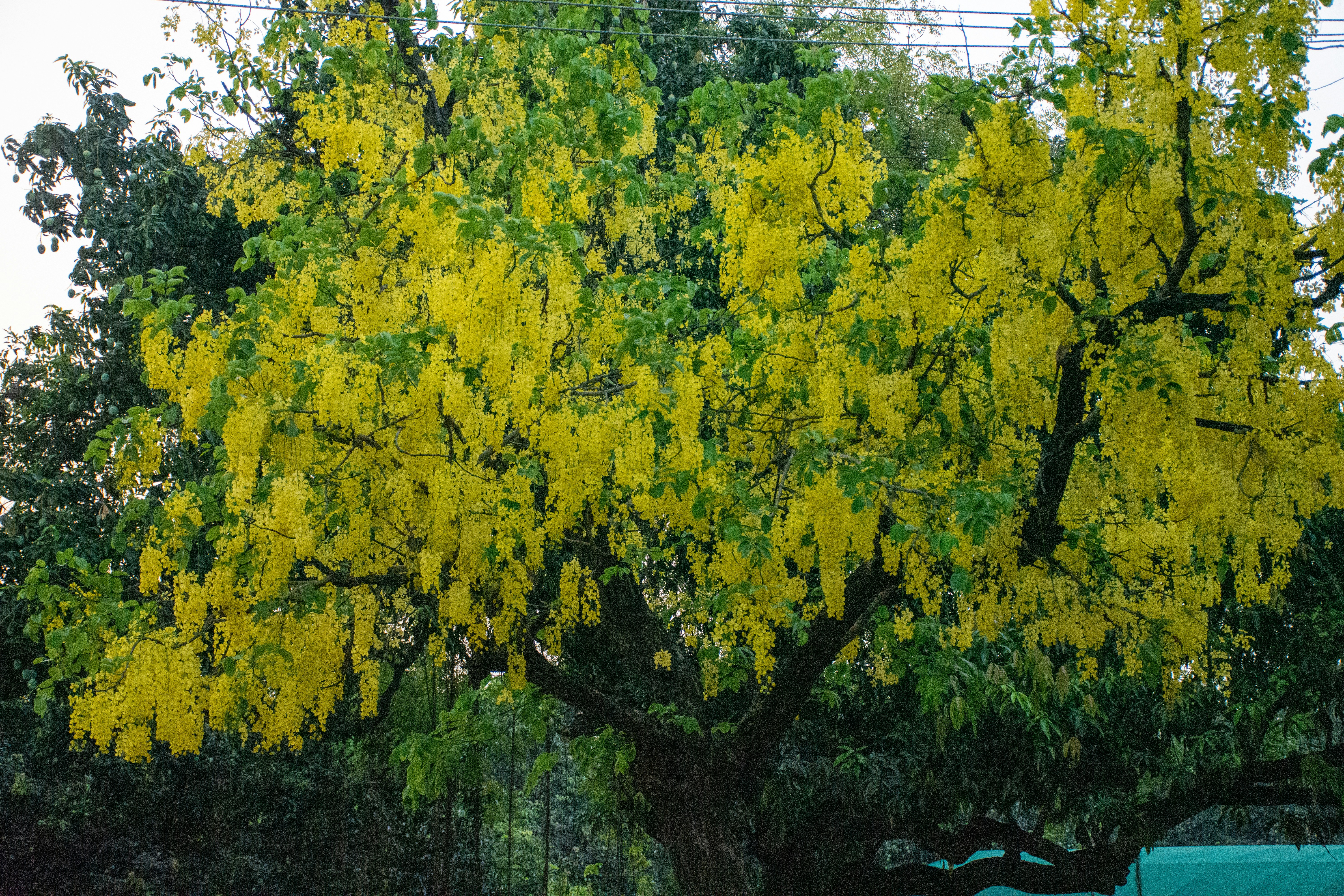 Photo by sandeshsharma27