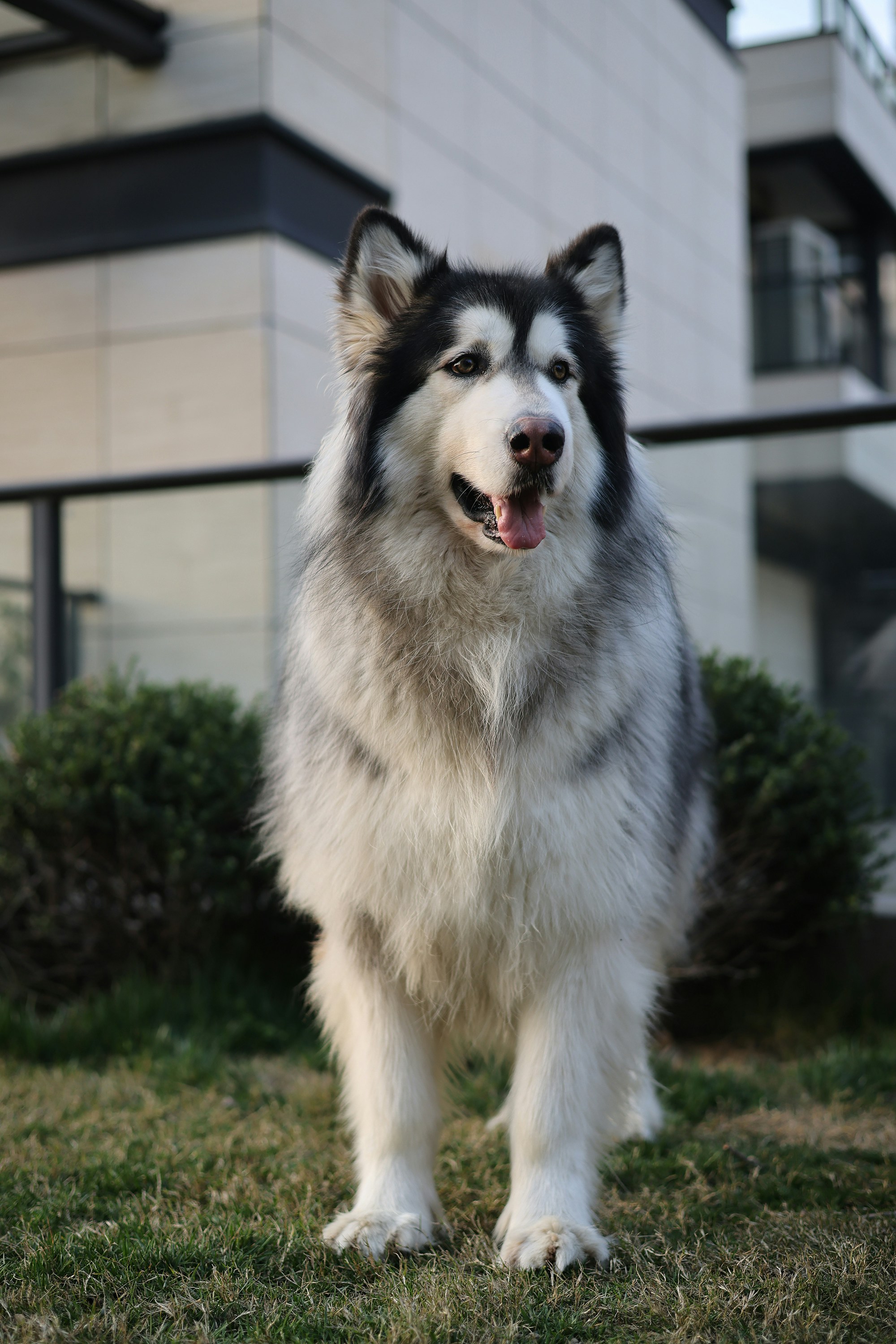a black and white dog standing on top of a grass covered field