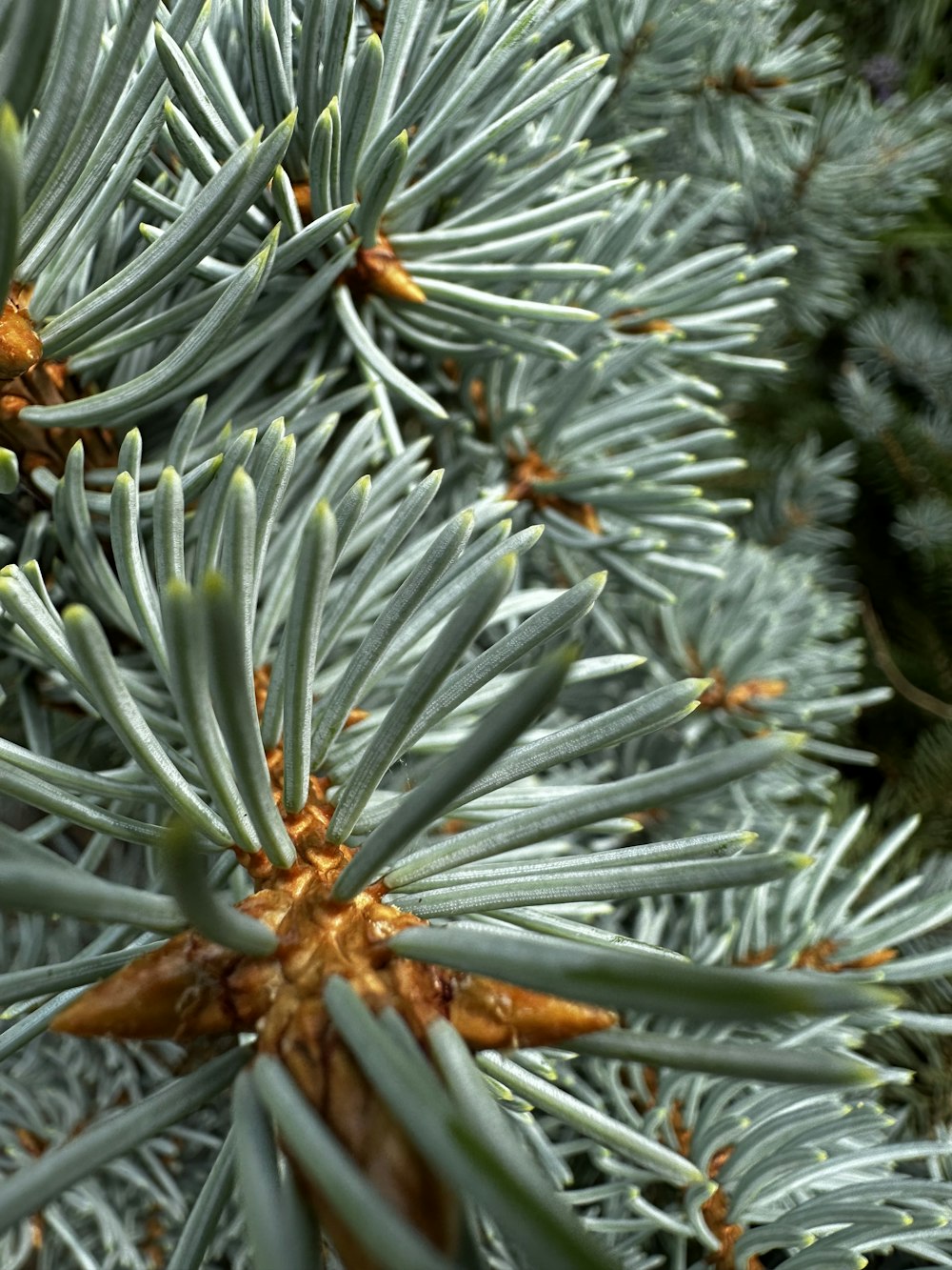 a close up of a pine tree branch