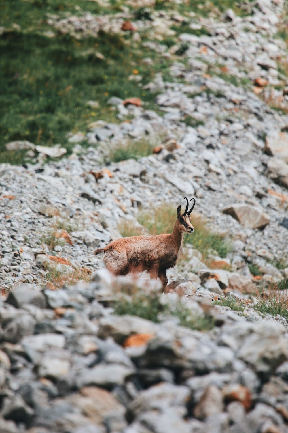 Un ciervo parado en la cima de una ladera rocosa