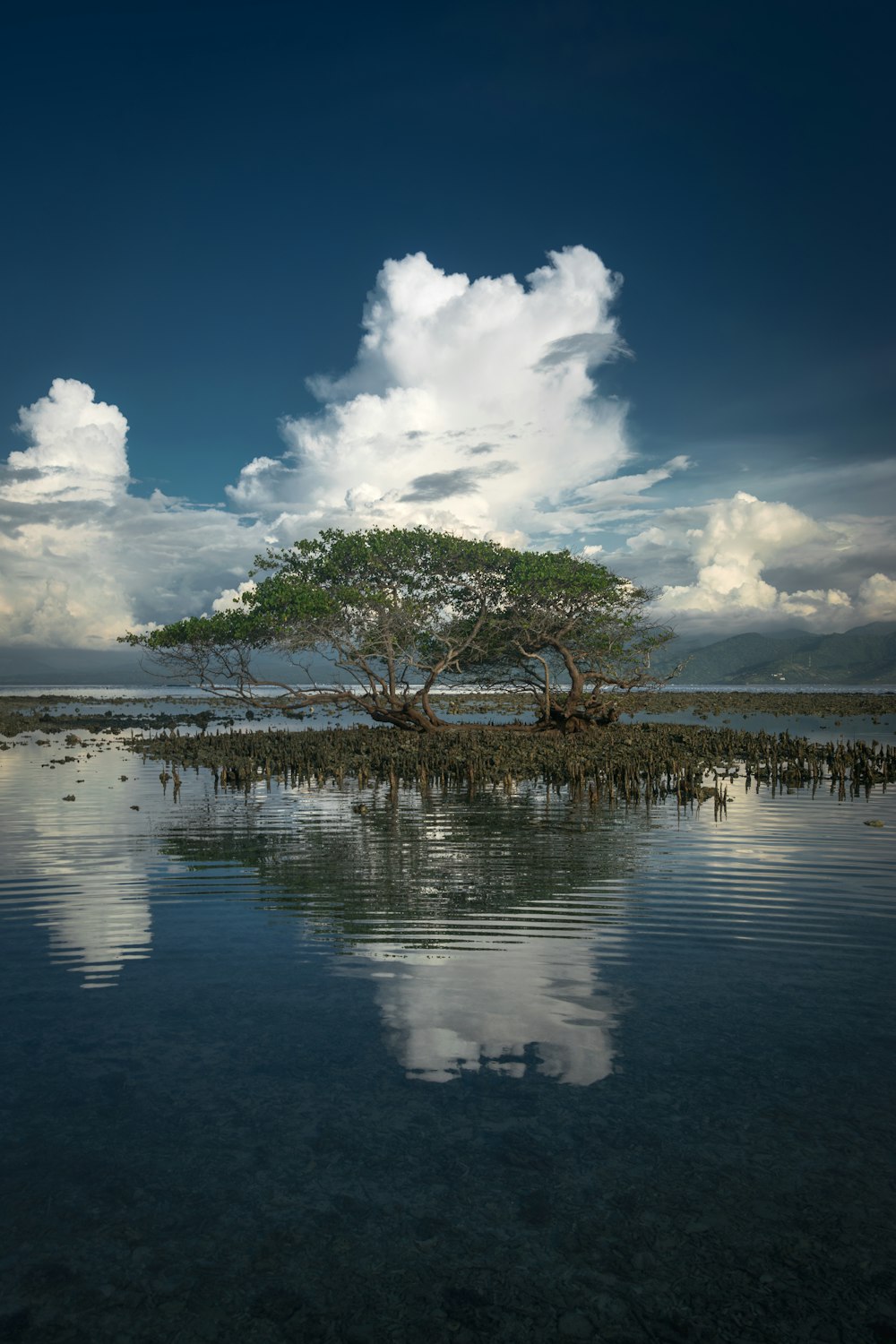 a lone tree in the middle of a body of water