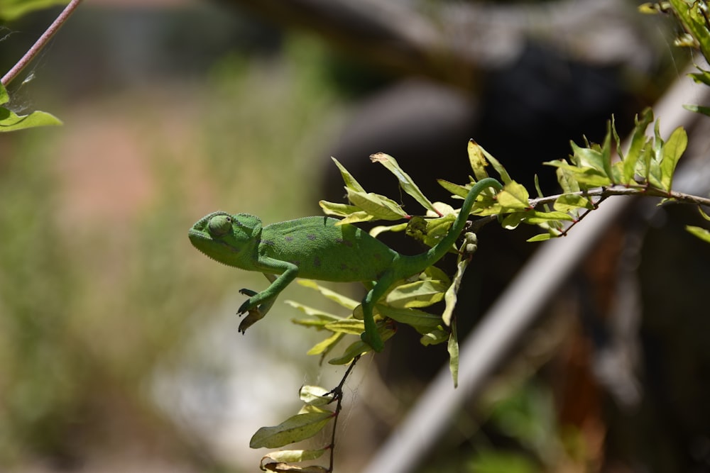 a green lizard sitting on top of a tree branch