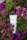 A white tube of Plantadea body cream is surrounded by vibrant purple and green foliage. The cream tube stands out against the lush background of blooming flowers and leaves.