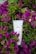 A white tube of Plantadea body cream is surrounded by vibrant purple and green foliage. The cream tube stands out against the lush background of blooming flowers and leaves.