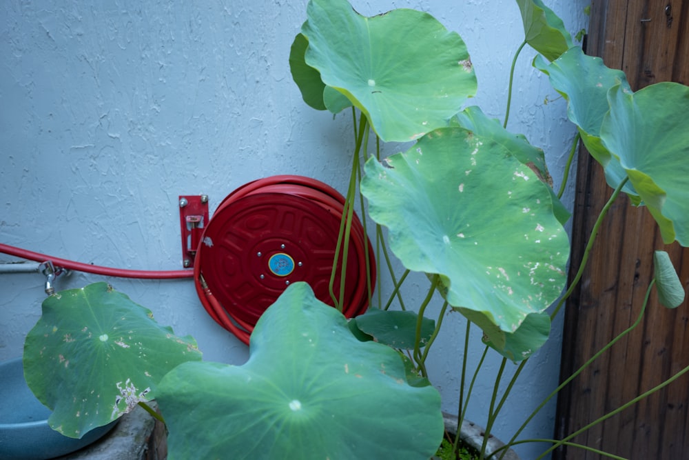 a red fire hydrant next to a green plant