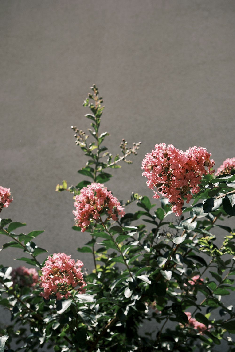 a bush with pink flowers in front of a gray wall