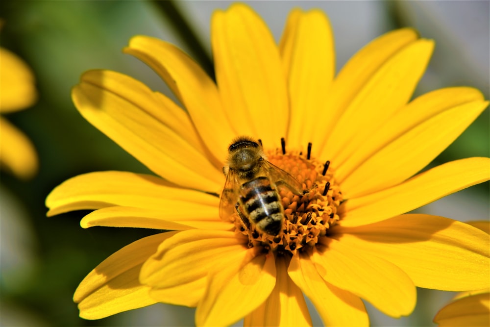 a bee sitting on top of a yellow flower