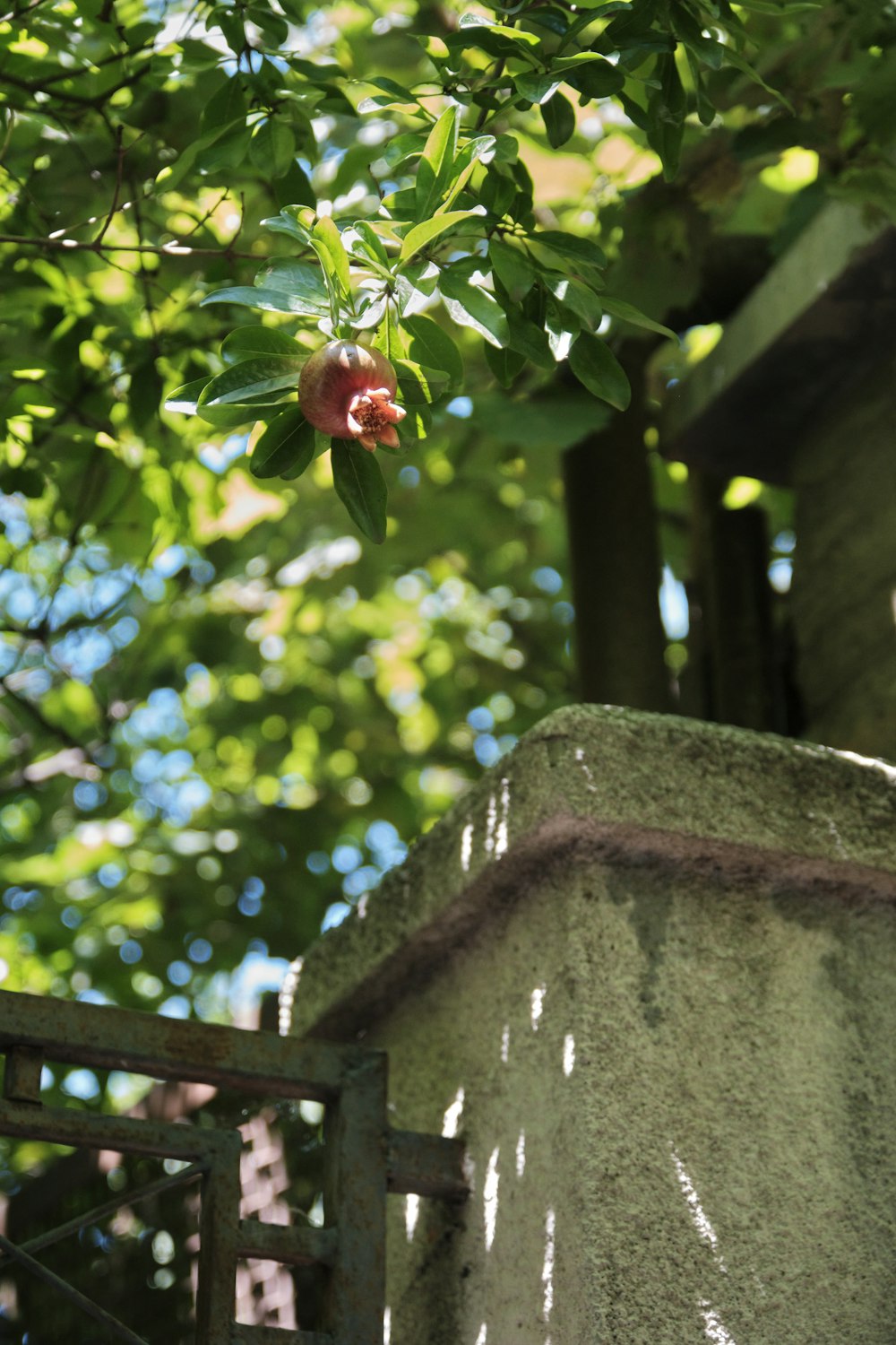 a tree with a fruit hanging from it's branches