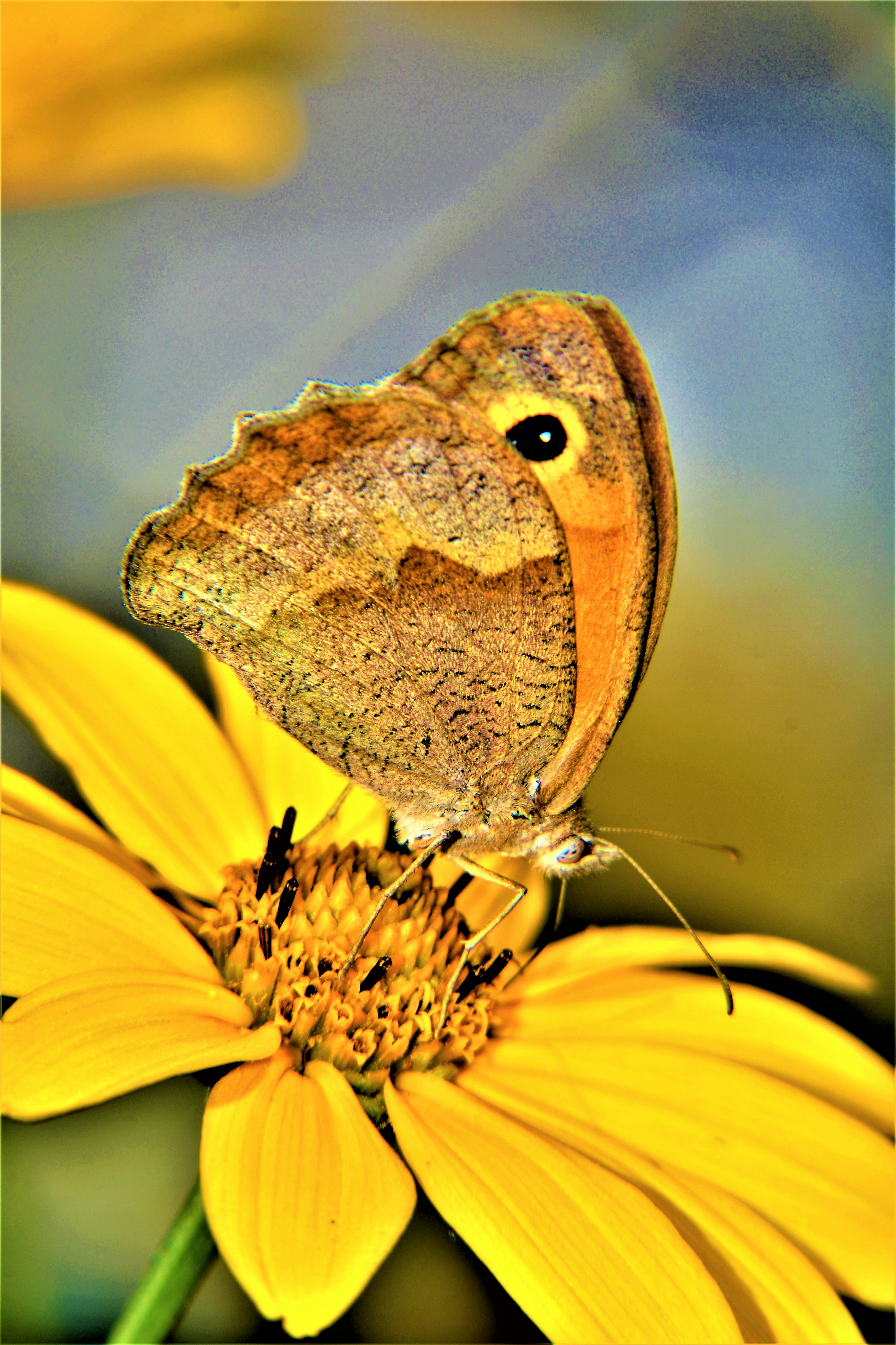 A brown butterfly sitting on a yellow flower photo – Free Summer Image ...