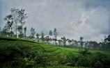 A lush, green landscape featuring rows of neatly trimmed tea plants on rolling hills under a cloudy sky. Tall, slender trees are scattered throughout, and the atmosphere is quiet and serene. The overall scene conveys a sense of tranquility and harmony with nature.