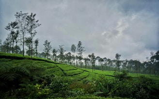A serene image of tea and spices, symbolizing quality exports.