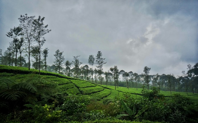 A lush, green landscape featuring rows of neatly trimmed tea plants on rolling hills under a cloudy sky. Tall, slender trees are scattered throughout, and the atmosphere is quiet and serene. The overall scene conveys a sense of tranquility and harmony with nature.