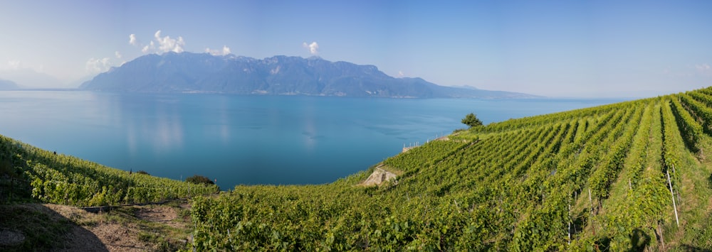 a large body of water surrounded by a lush green hillside