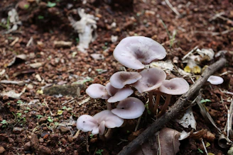 Bright pink oyster mushrooms growing in neat clusters on a farm bed.