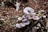 Several light pink mushrooms grow clustered together on a forest floor covered with dry leaves and twigs. The ground appears reddish-brown and slightly damp, suggesting a rich, natural environment.
