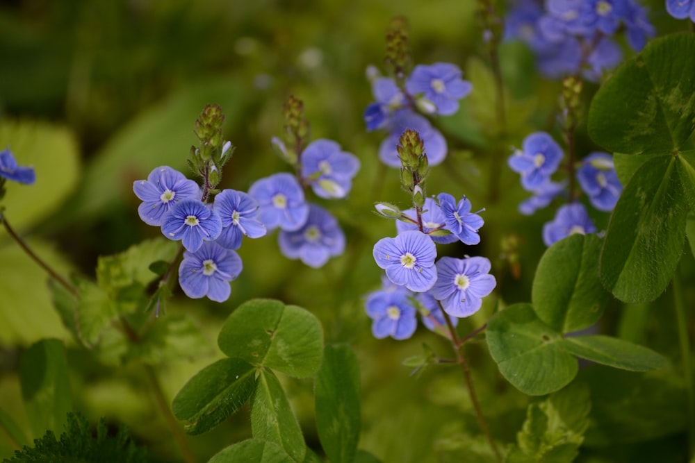 a group of blue flowers with green leaves