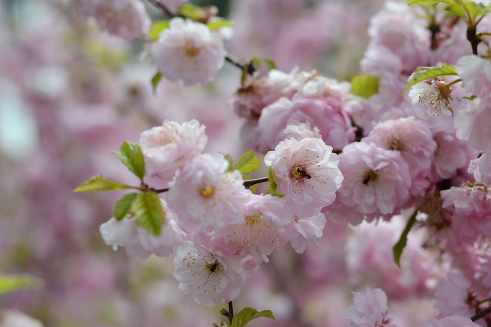 a bunch of pink flowers that are on a tree