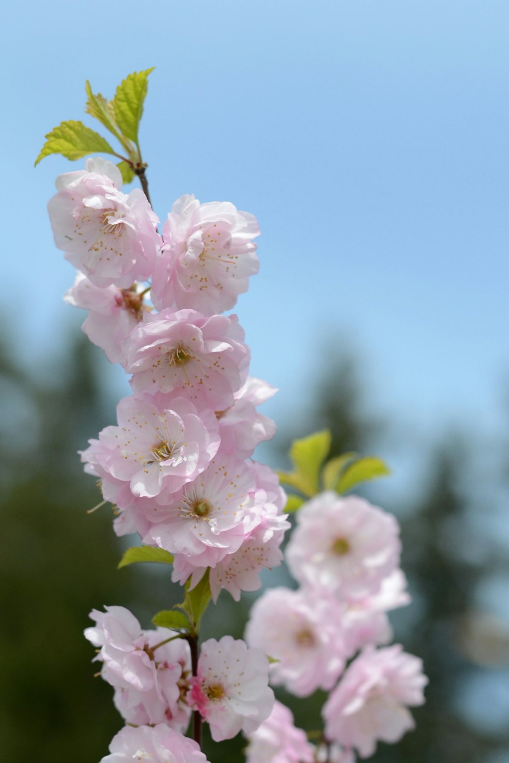 a branch of pink flowers with green leaves