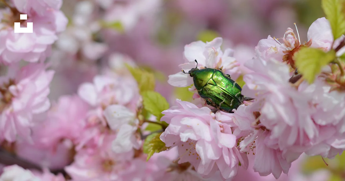 Un insecte vert assis sur une fleur rose photo – Photo Russie Gratuite ...