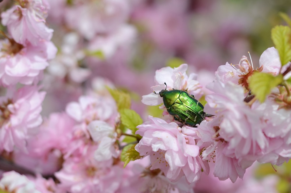 a green bug sitting on top of a pink flower