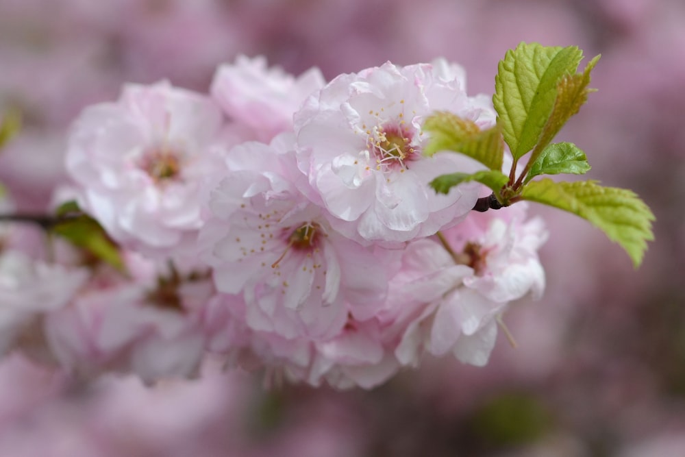 a close up of some pink flowers on a tree