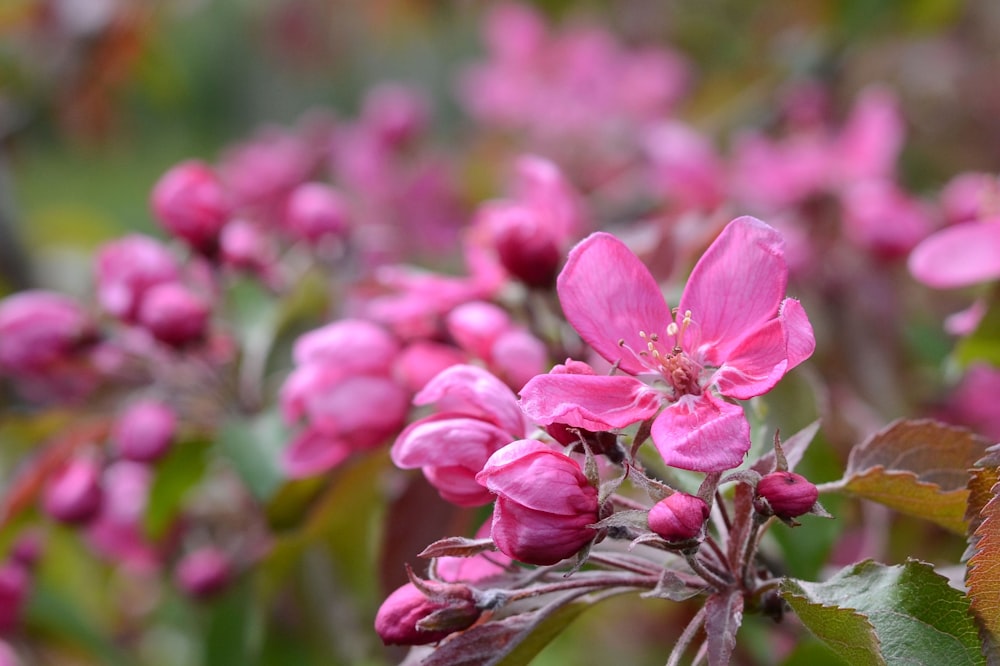 a bunch of pink flowers that are on a tree