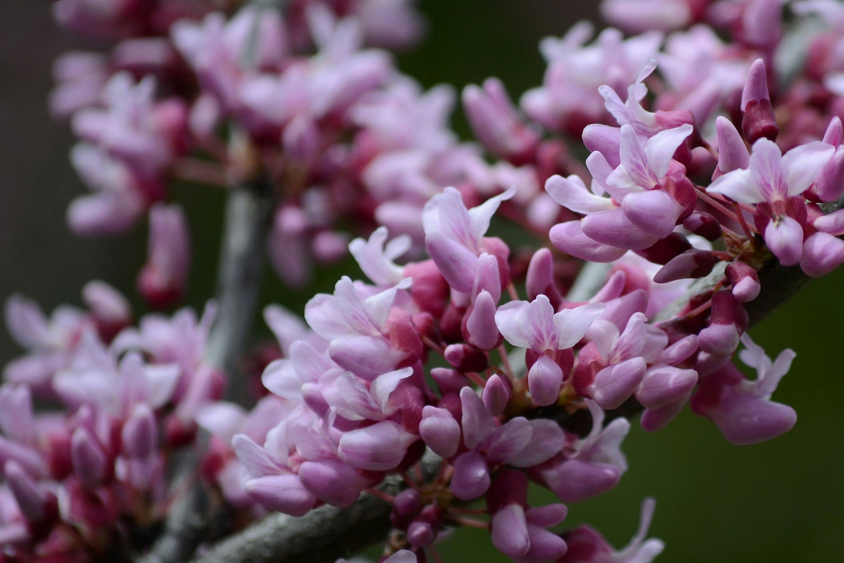 Photo by lipetskaya_zemlya