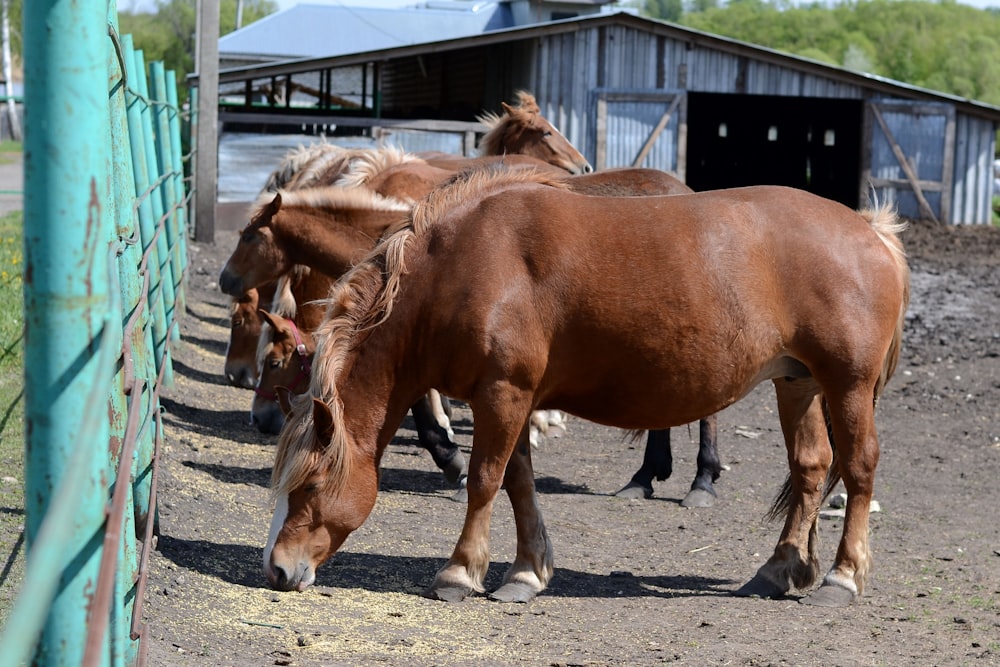 a group of horses standing next to each other