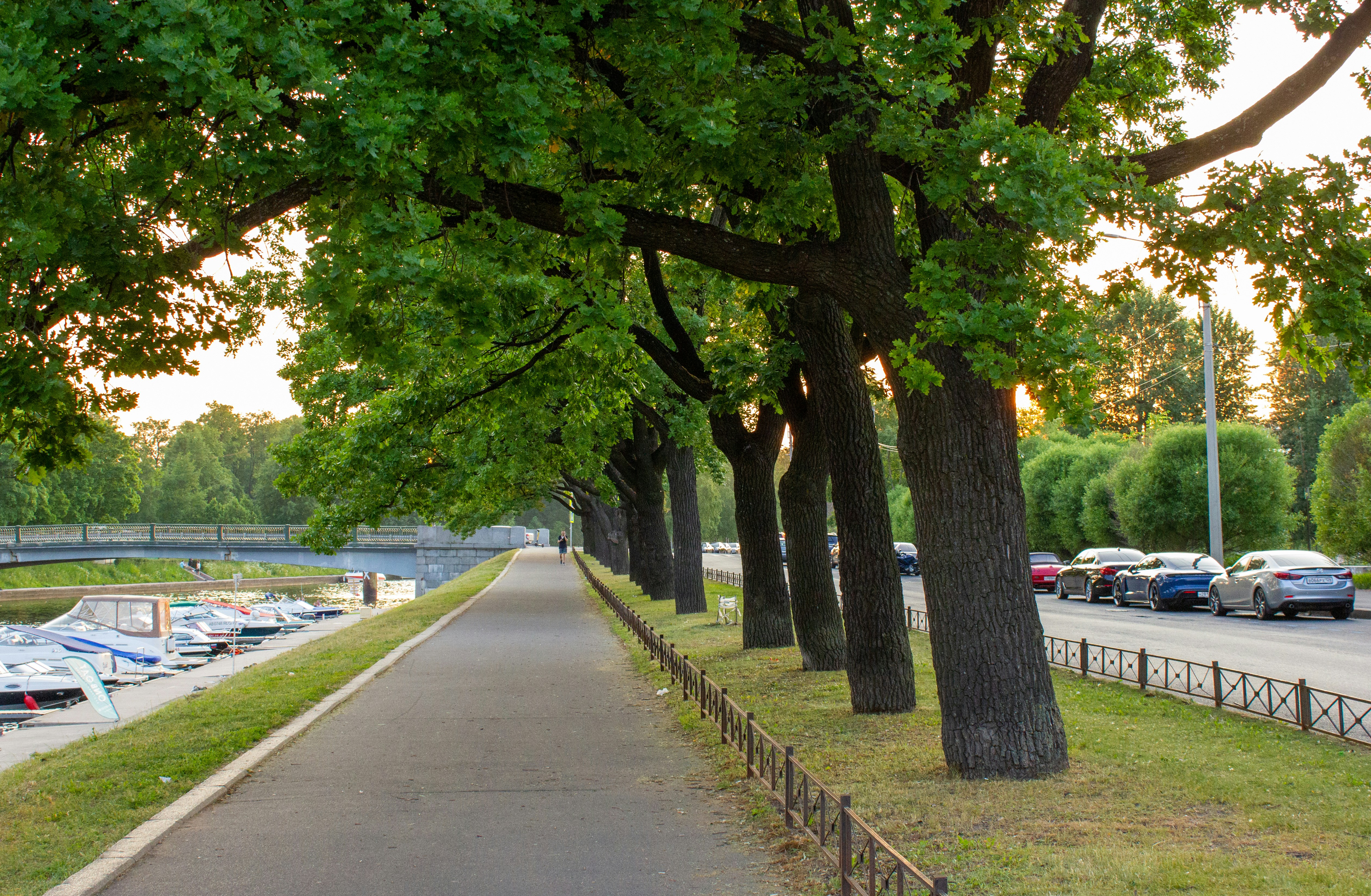 una acera bordeada de árboles junto a un estacionamiento