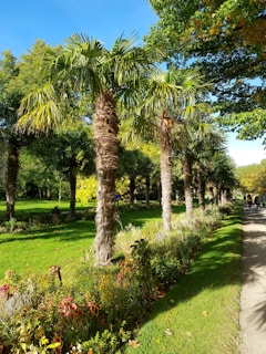 A row of palm trees lines a lush green park with vibrant foliage. A well-maintained garden with various flowering plants borders a pathway on the right, where multiple people are walking.