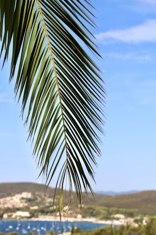 a view of a body of water from behind a palm tree