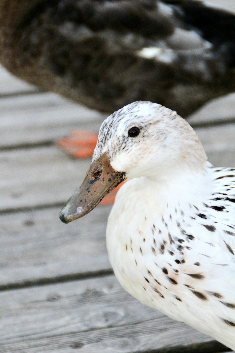 a close up of a duck on a dock