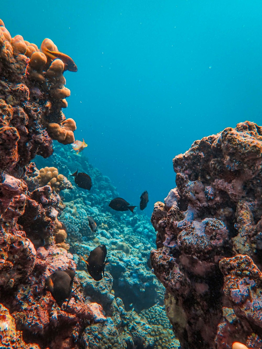 a group of fish swimming over a coral reef