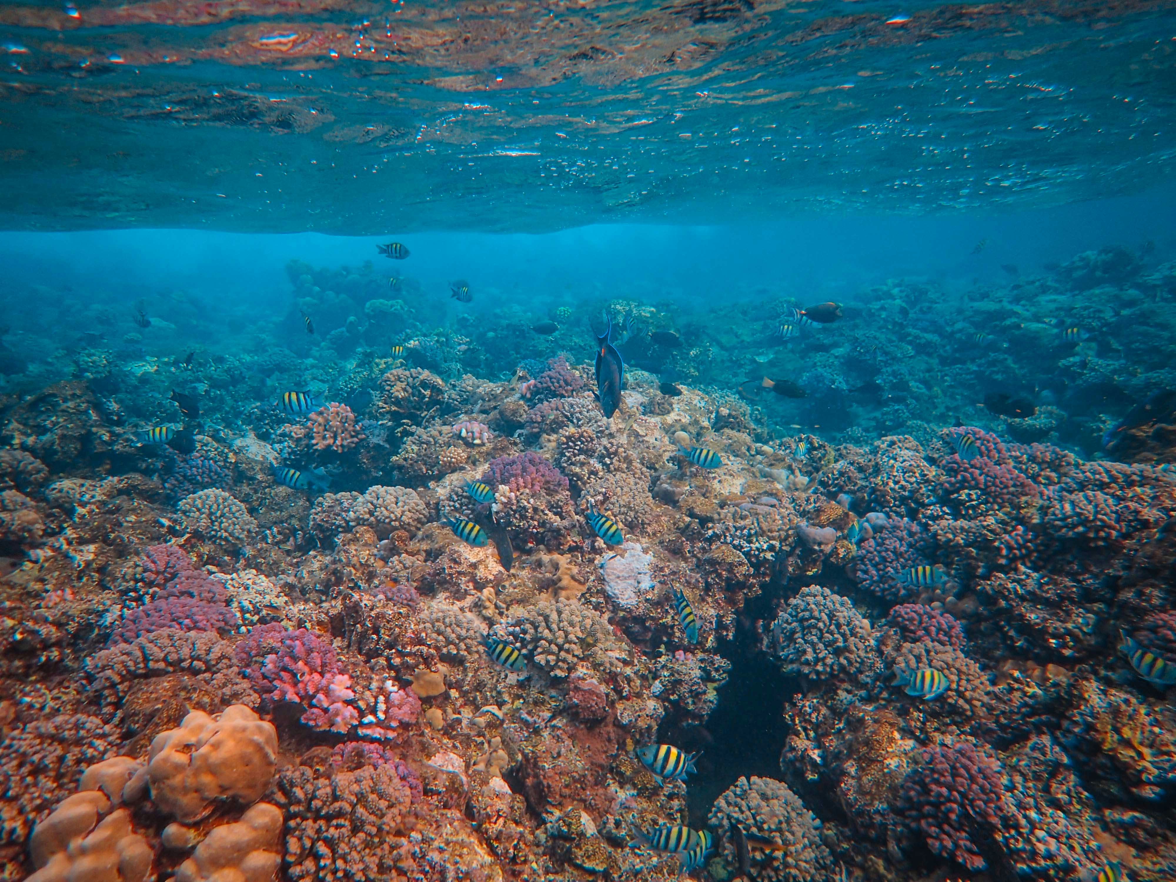 Photo by francesco_ungaro