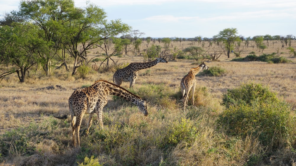 a group of giraffes grazing in a field