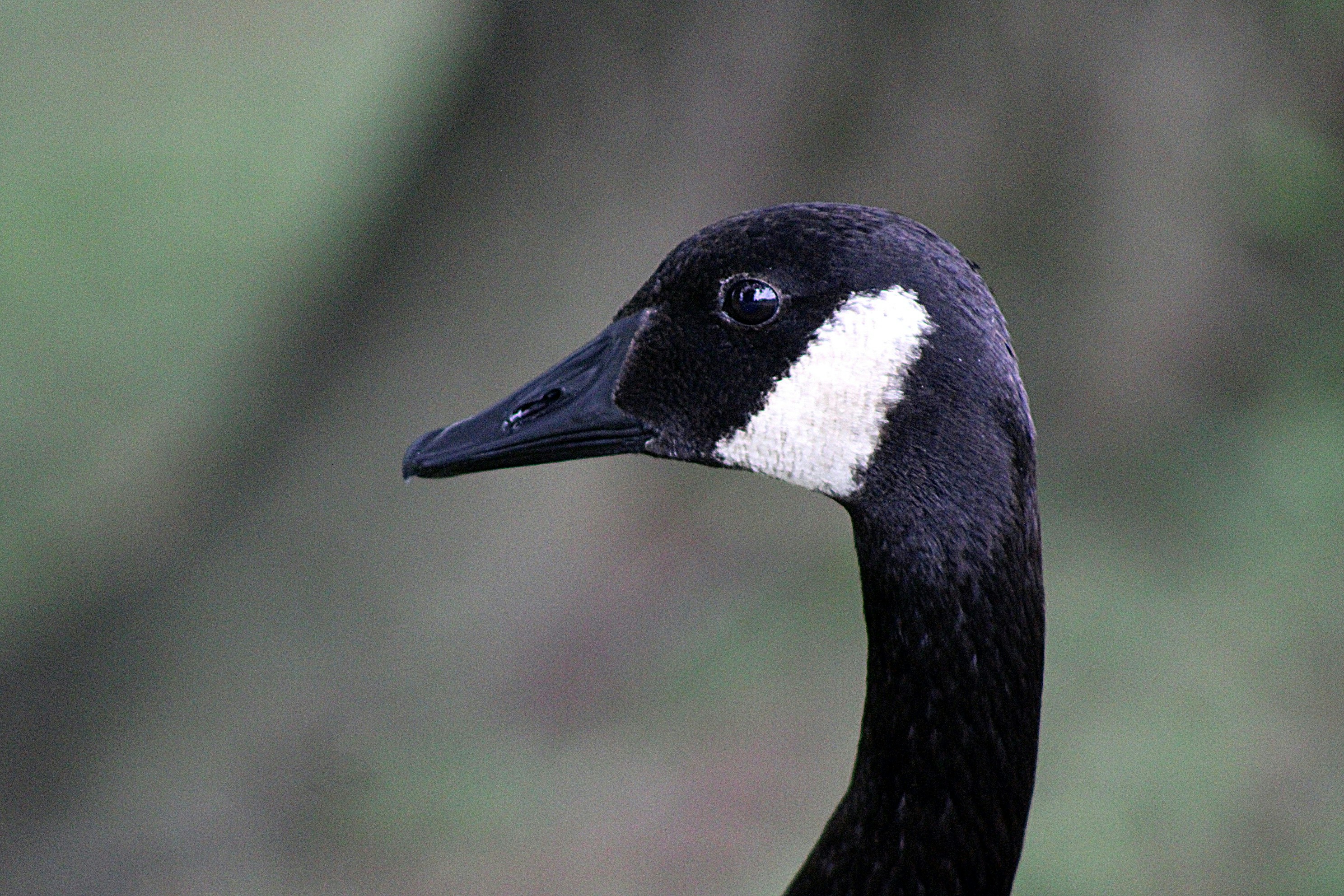 Photo by charles_ray