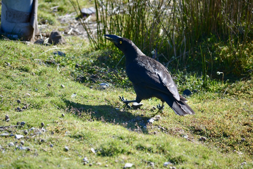 a black bird is standing on the grass