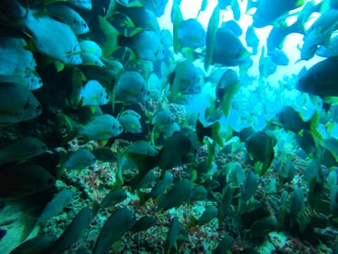 A dense school of fish swimming in an underwater environment, with vibrant green and blue hues illuminating the scene. The fish are closely packed, creating a dynamic and lively pattern against the rocky ocean floor.