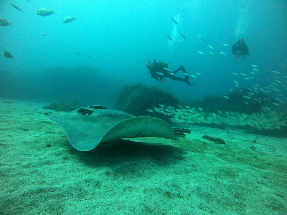 a manta ray swims over a sandy ocean floor