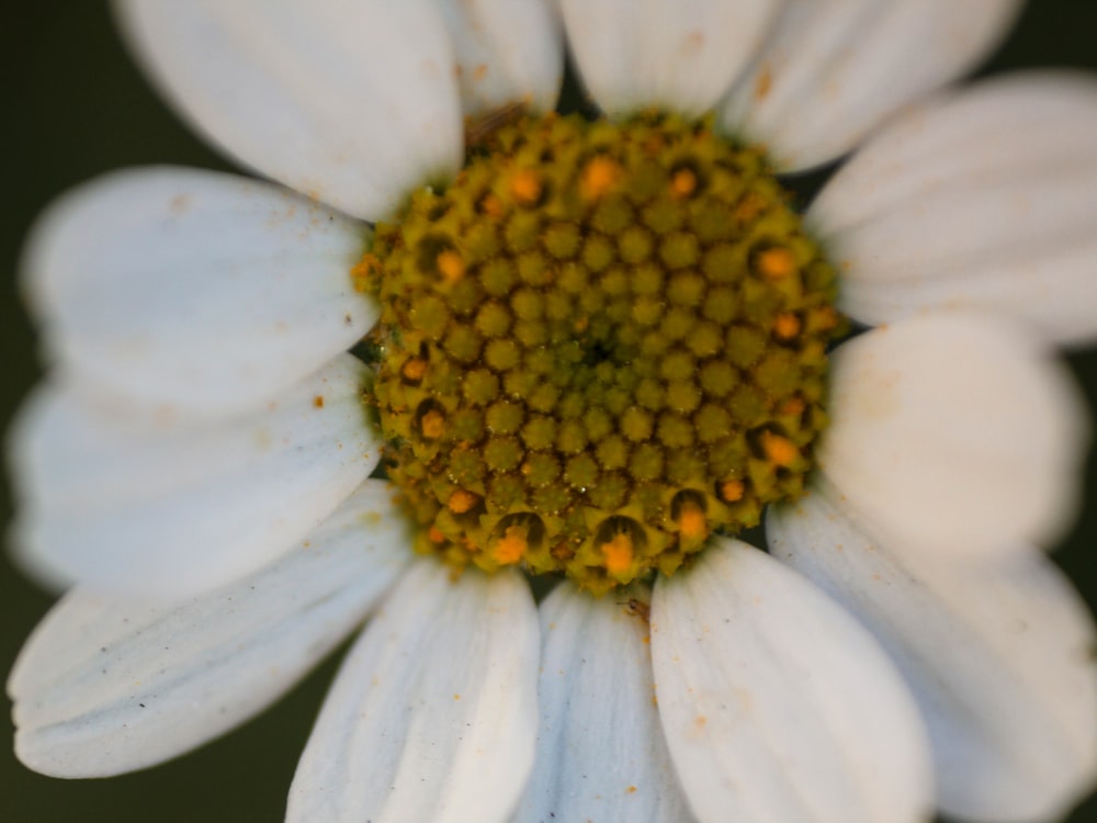 a close up of a white flower with a yellow center