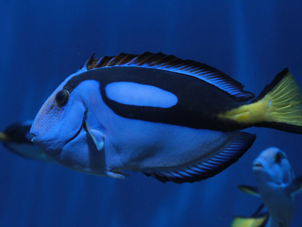 a blue and black fish in an aquarium