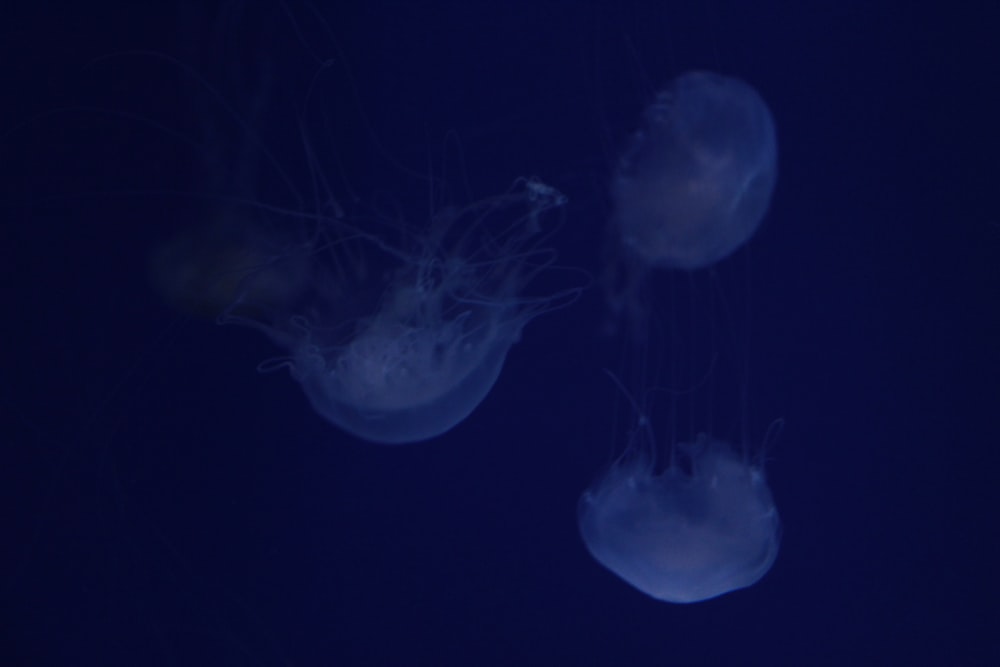 a group of jellyfish floating in the dark water